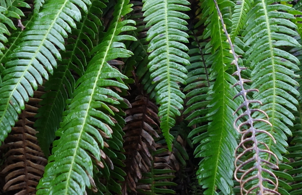 Some of the ferns in Piper's Clough.