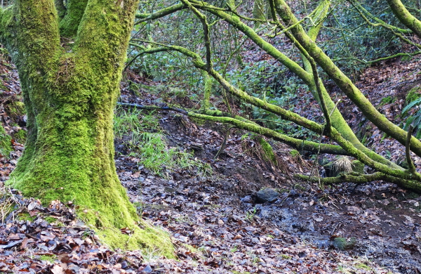 Some of the trees in Piper's Clough.